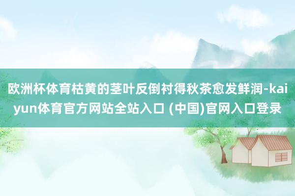 欧洲杯体育枯黄的茎叶反倒衬得秋茶愈发鲜润-kaiyun体育官方网站全站入口 (中国)官网入口登录